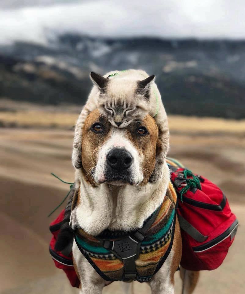 NatureMajesty's tweet photo. Cat Hat. 😆 https://t.co/QXnEXBLMFg