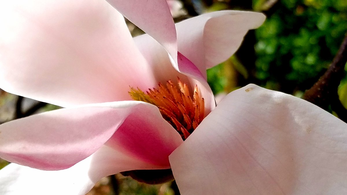 NapraforgoP's tweet photo. Magnolias are in bloom.  #Spring #Magnolia #Seattle #NapraforgoPhotography https://t.co/qVAThMnrAE