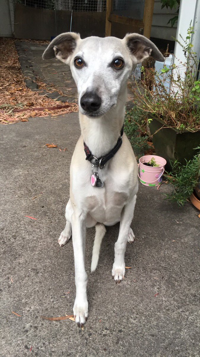 Council registrations for Pets are due today in Victoria - make sure your Pet’s rego is all paid up like Dr Robbie’s Dog Rosie!