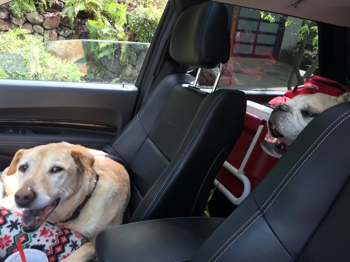 ShoeBee1997's tweet photo. We’re hitting the road now. Gus has already screwed me by refusing to sit where I wanted him. The next three days will be fun. https://t.co/Gzeam6yJHi