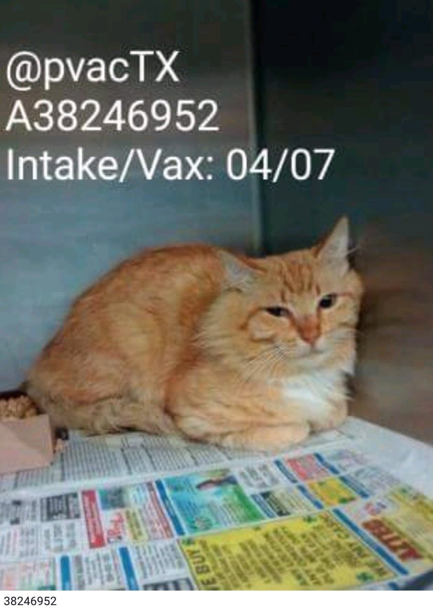 axhaer's tweet photo. BEAUTIFUL ORANGE #CAT💔MUST LEAVE IMMEDIATELY  
MUST BE TAGGED4 #RESCUE #FOSTERING #ADOPTION via urgentpets@pvaconline.com(see text)OR WILL BE KILLED ANYTIME STARTING AT 4/10 AT #PalmValley #tx PLS HELP GET THIS POOR SOUL OUT OF DEATHCAMP💔
https://t.co/FKZrHN1qWy https://t.co/N95t9IQbZ2