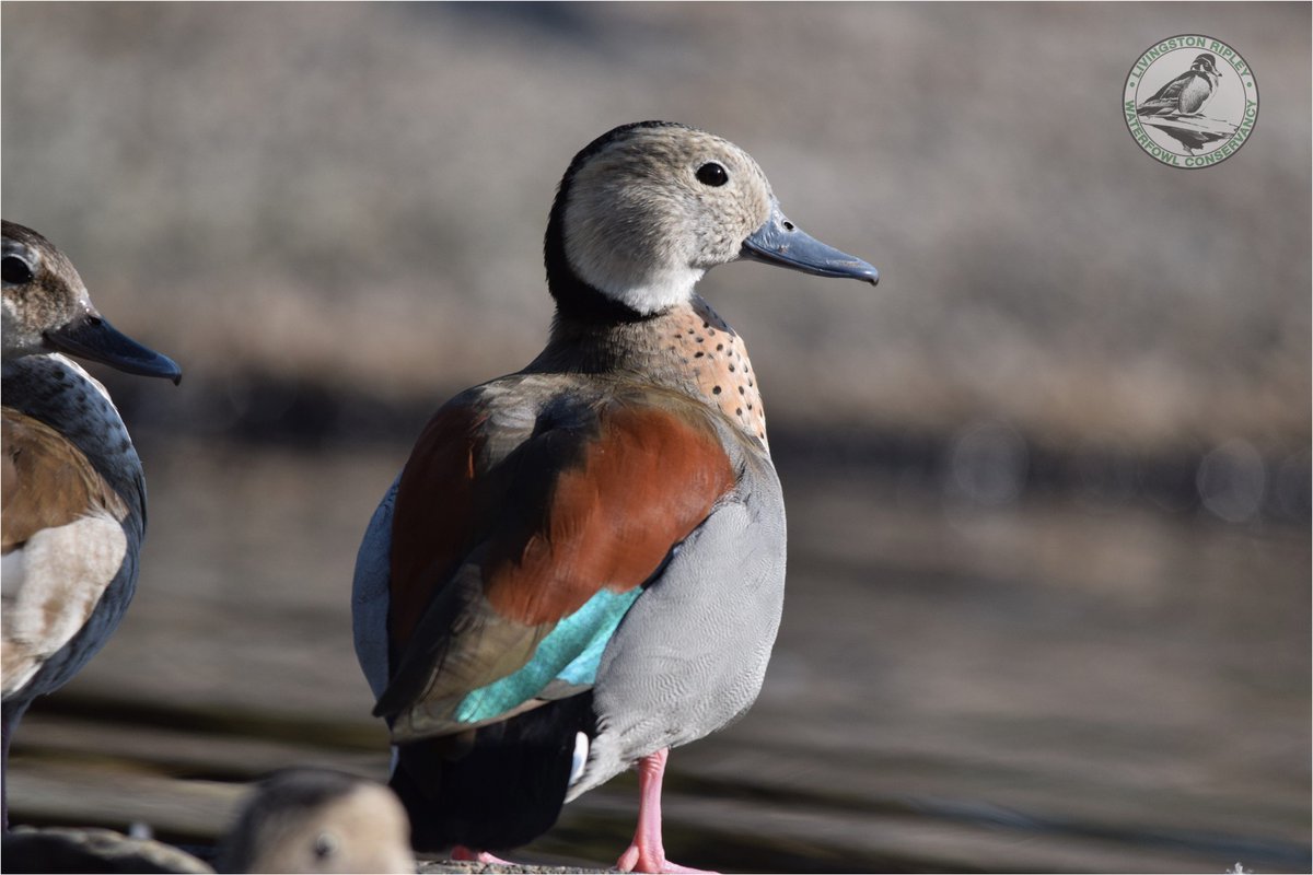 Ripley_ducks's tweet photo. The answer to last weeks #featherfriday is one of the smallest dabbling ducks and the only member of its genus.... the male Ringed Teal! 
Congratulations to the many of you who got it correct and we hope everyone has a great week!
#LRWC #waterfowl #conservation #ducks https://t.co/twWUYnVQ0N