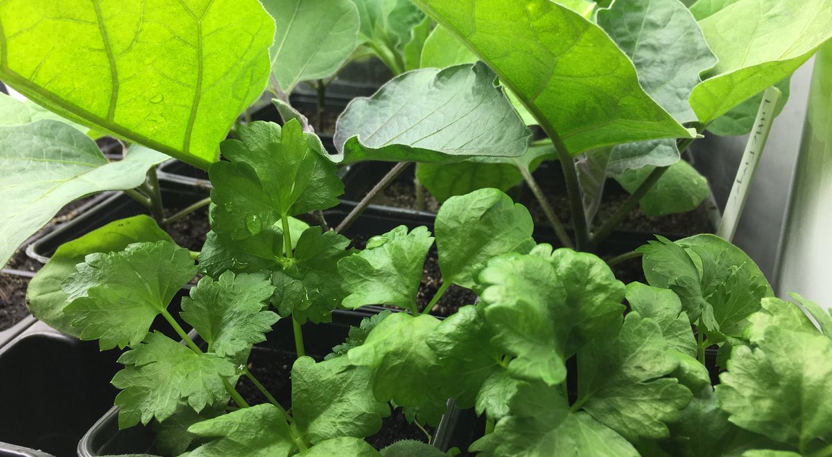 BetweenThStumps's tweet photo. Did you know celery is ranked no. 2 on the Dirty Dozen list? (It’s about pesticides detected on grocery store produce.) Here are my organic celery seedlings hiding under some eggplants. https://t.co/frYsLQ6vMO #growyourown #organicvegetables #organicgardening #cleaneating https://t.co/pf9iBeAgOC