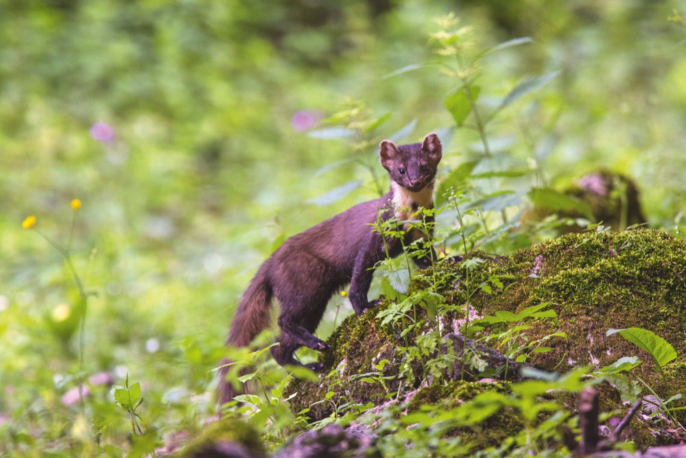 WildlifeMag's tweet photo. Our April photo story by @brunodphoto investigates the stunning biodiversity of the ancient beech forests in Italy's Abruzzo National Park
Look inside the issue (on sale until tomorrow): https://t.co/j4dOLKjaeB
Find out how to subscribe to @WildlifeMag: https://t.co/yGP1kAKsNQ https://t.co/HhmjTUwz9L