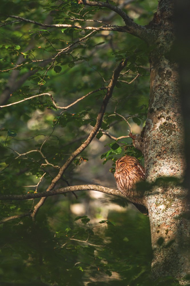 WildlifeMag's tweet photo. Our April photo story by @brunodphoto investigates the stunning biodiversity of the ancient beech forests in Italy's Abruzzo National Park
Look inside the issue (on sale until tomorrow): https://t.co/j4dOLKjaeB
Find out how to subscribe to @WildlifeMag: https://t.co/yGP1kAKsNQ https://t.co/HhmjTUwz9L