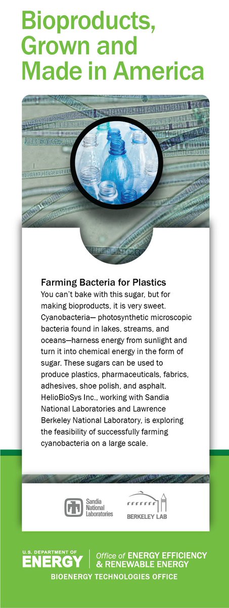 LBNLBioSci's tweet photo. #DYK that sugars from #cyanobacteria (#bluealgae) can be used to produce #bioplastics? American company #HelioBioSys has worked w/ #ABPDU @BerkeleyLab @SandiaLabs to develop tech to produce #cyanobacteria at large scale. #BioproductsInAmerica #Bioenergy @BioenergyKDF https://t.co/1uZIJwjqwX