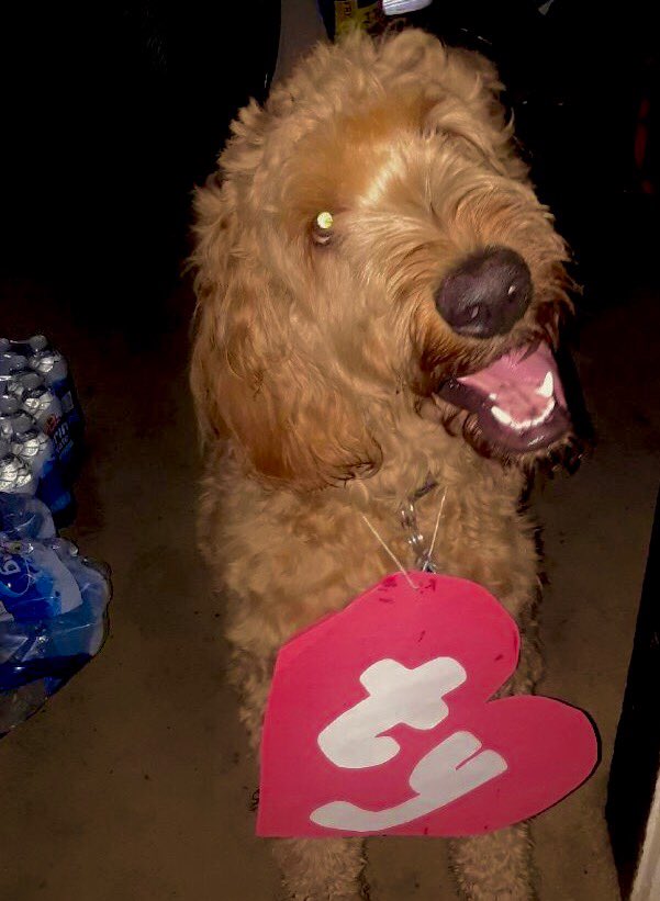 0jaxb's tweet photo. i’m just tryna make a thread where everyone replies w a pic of their pups so I can look at it when i’m sad… I’ll start https://t.co/yGDtTbXuXk