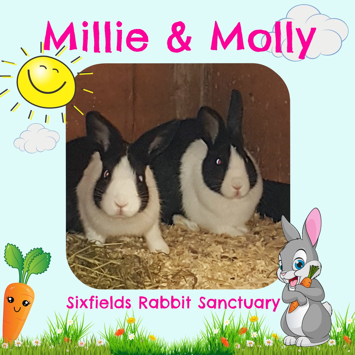 If you would like to make friends with these two great friends then please contact the rescue here donnapilgrim@hotmail.com #Cornwall #bunnylove #rabbits Lots of #bunnies are waiting in rescues and they want a home too. #AdoptDontShop #ADOPT #rescuerabbits Full of fun & affection
