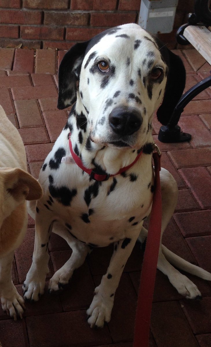 StephanieSarkis's tweet photo. @RebeccaTheCatt @dog_rates Snoot has been booped! (He’s waiting for his #Strachans pup ice cream cone in this pic.) https://t.co/wJDEEZanPF