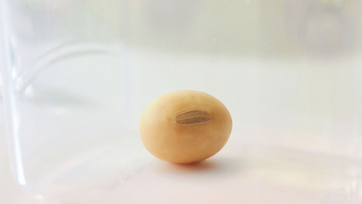 TheOnion's tweet photo. Soybean Pissed After Learning Trade War Means Trip To China Canceled https://t.co/FBfITIGzi3 https://t.co/H3CpBF7fhN
