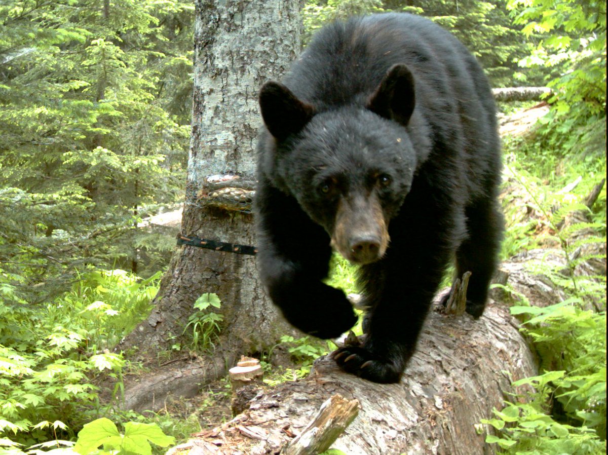forest service nw on twitter do you think you could out compete a