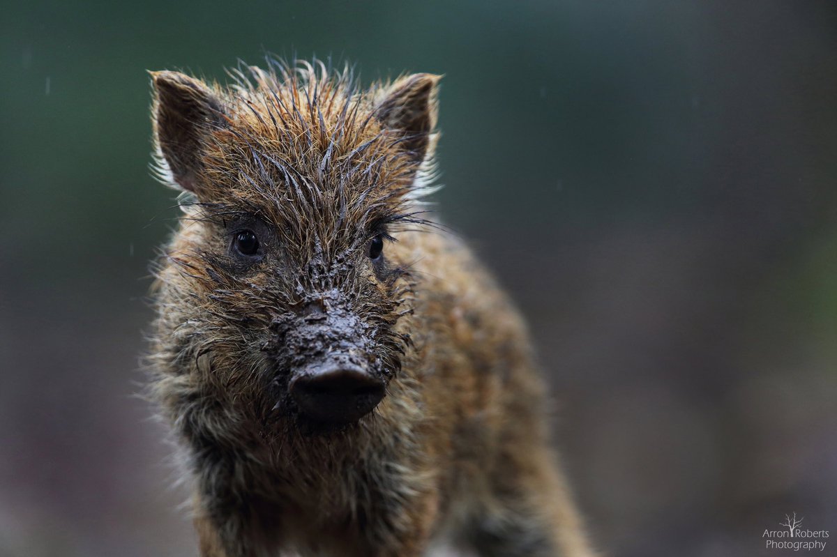 Muddy piggy portrait.  Wild Boar, #ForestofDean @wildlife_uk <a href="/Mammal_Society/">Mammal Society</a> <a href="/BWPAwards/">British Wildlife Photography Awards</a> <a href="/BBCSpringwatch/">BBC Springwatch</a>