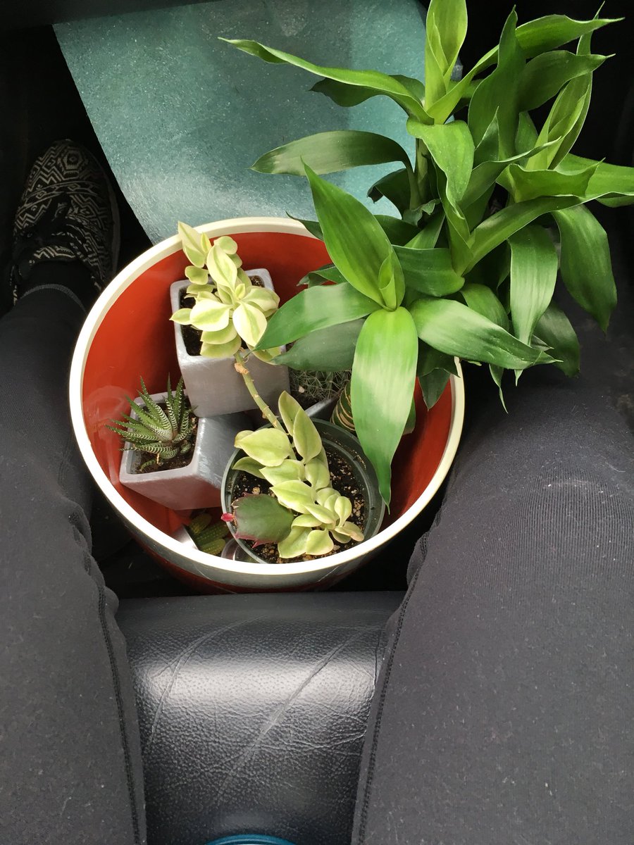 nataliegould14's tweet photo. I’m sorry you’re in a trash can, plants. You’re loved and you aren’t trash, but right now you are trash because that’s the only place you fit in this overly full Boston bound car https://t.co/d5LgirdJpt