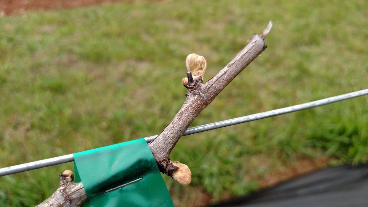 HawksHillVines's tweet photo. Woohoo! Chardonel survived the frost and looking ready to bloom! #NCWine #firstbuds https://t.co/taaEvNopWa