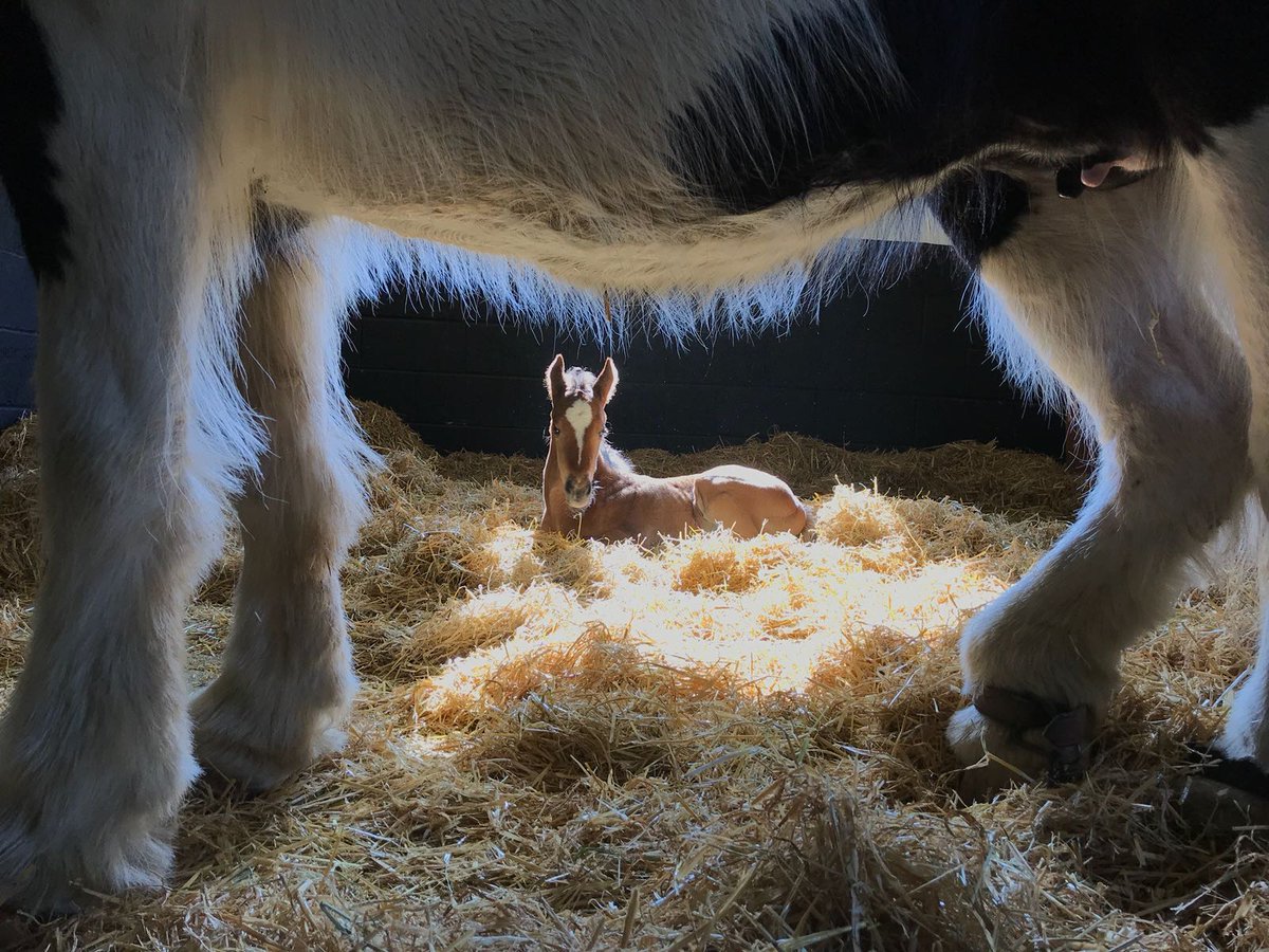 #RPfoalgallery Chasemore Farm stud vet Pat Sells took this remarkable photo of an orphan filly through the legs of her nanny mare... goo.gl/J2aMVN