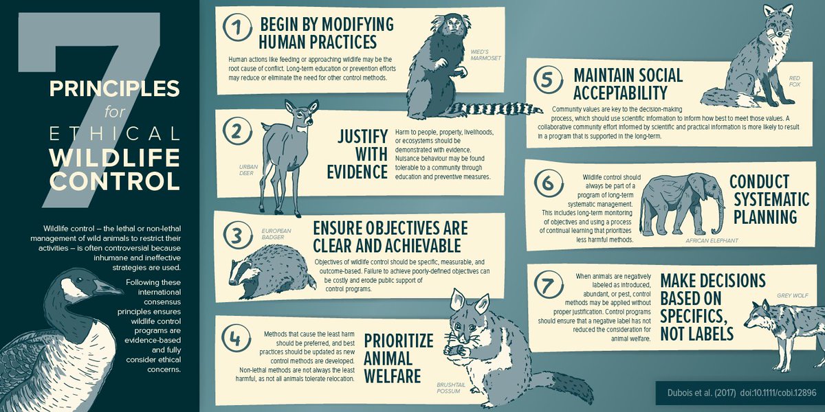 kate_sciart's tweet photo. New #infographic on ethical wildlife control for @BC_SPCA  Wildlife control is an important, nuanced issue with many factors to consider. Check out full paper in @ConBiology here: https://t.co/LJnamNvSXZ Check out full infog here: https://t.co/OauWgKQ3Ww #sciart #scicomm https://t.co/HNv5fIk36s
