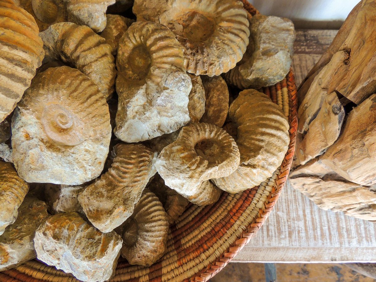GlobalHomeAZ's tweet photo. Ammonite Fossil Assortment #fossil #fossils #ammonite #wood #wooden #patterns #decor #homedecor #design #interiordesign #globalhome #oneofakind #rustic #arizona #tempe #phoenix #shoplocal https://t.co/hOcnERDRLy