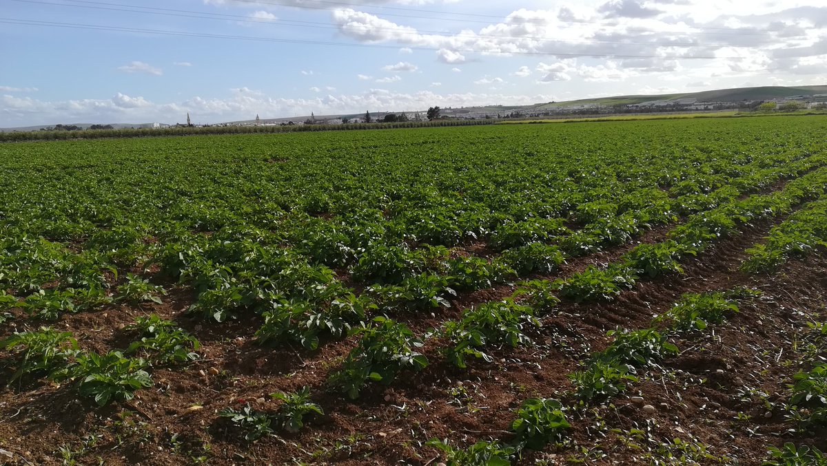 explotacionyser's tweet photo. Patatas jaerlas distribuidor @Agrozona_es https://t.co/XFDLPTMmFf