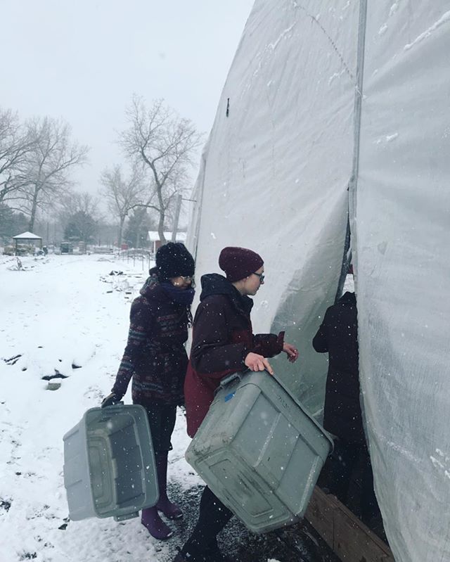 Harvesting greens on a snowy morning with interns. Spring is definitely a late one, thanks to #seasonextension we have greens and root crops ready #fourseasons #urbanagriculture #urbanfarming ift.tt/2qfO4xg