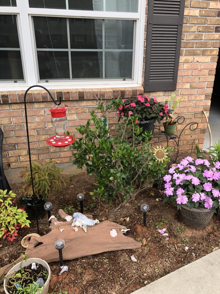 brtndr463750's tweet photo. I have worked all spring on my little dinky flowerbed in front of my apt. Seriously, you have no idea what I started with. Neighbor decides to #keepupwiththejones now it looks like I buried one of my cats on the other side of the walkway. #why https://t.co/Uu8yeGH8f7