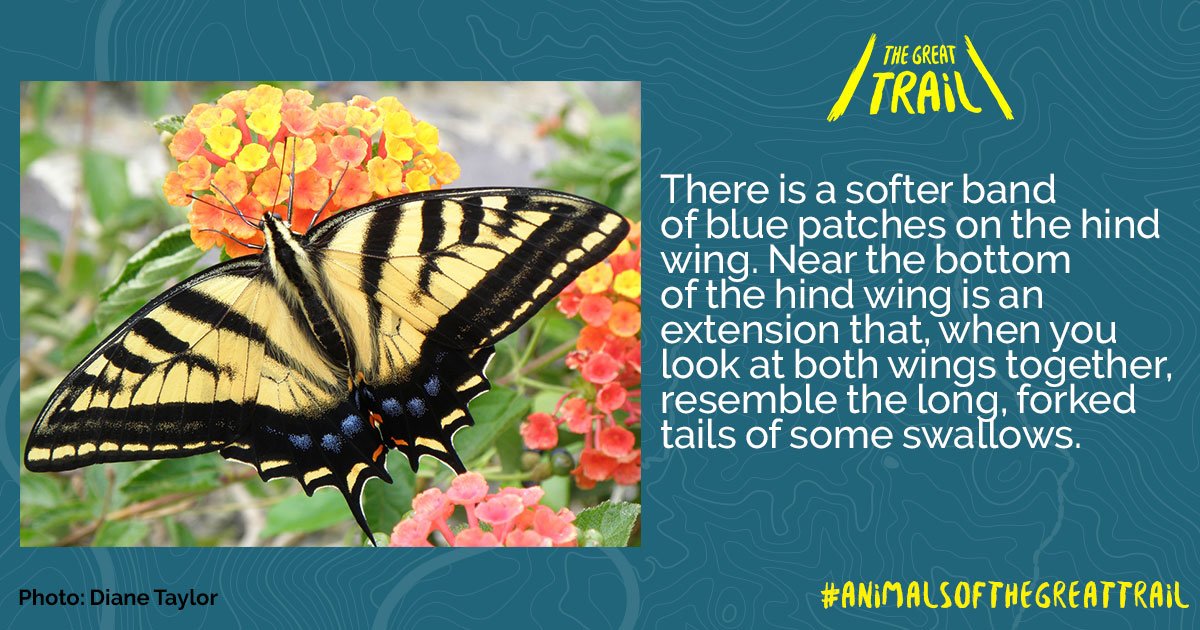 The Canadian Tiger Swallowtail can be found as far north as the Arctic Circle! #AOTGT