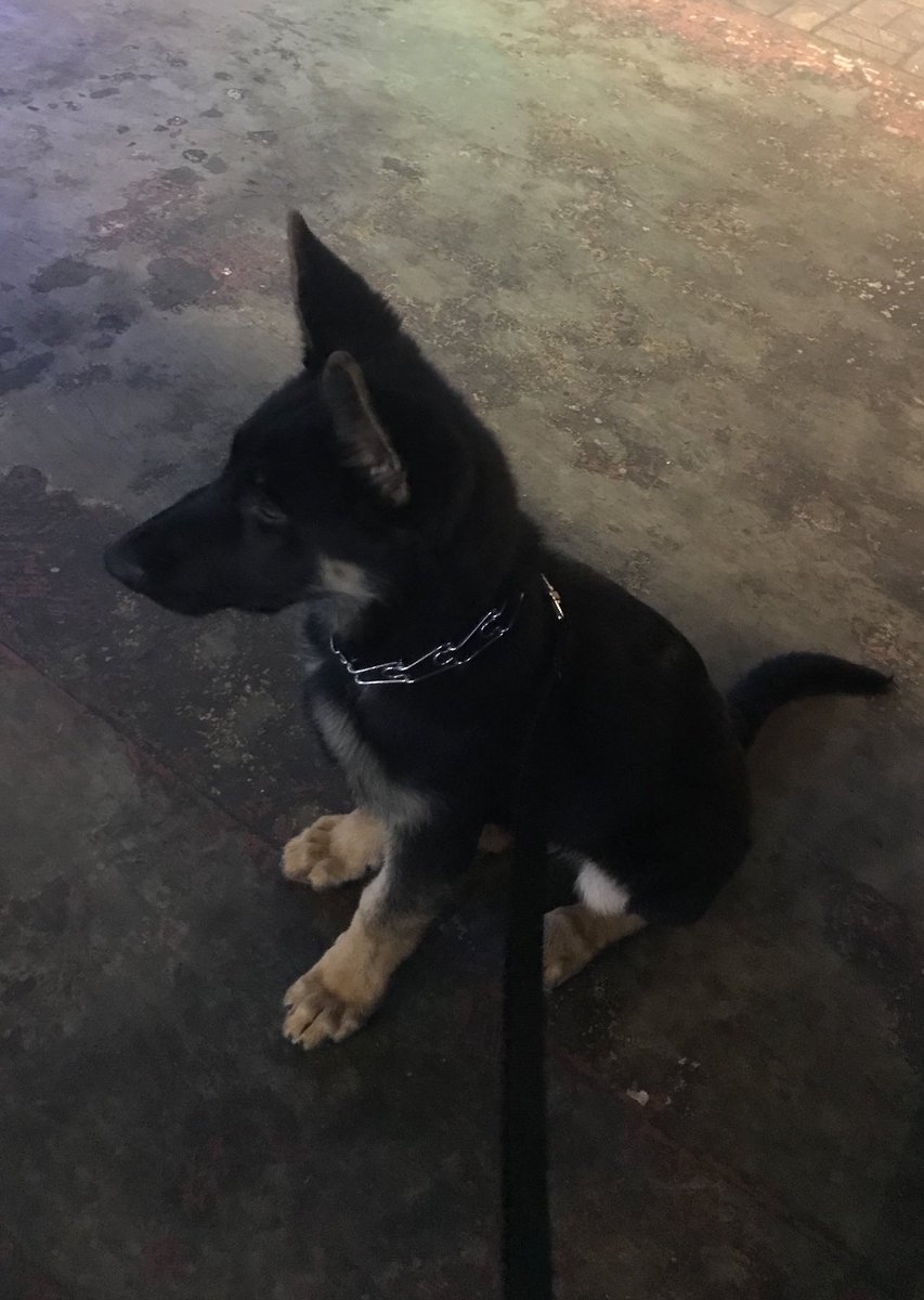 ChrisYoungMusic's tweet photo. I love this guy #porterthedog #checktheinsta https://t.co/7p8wIjfGsn