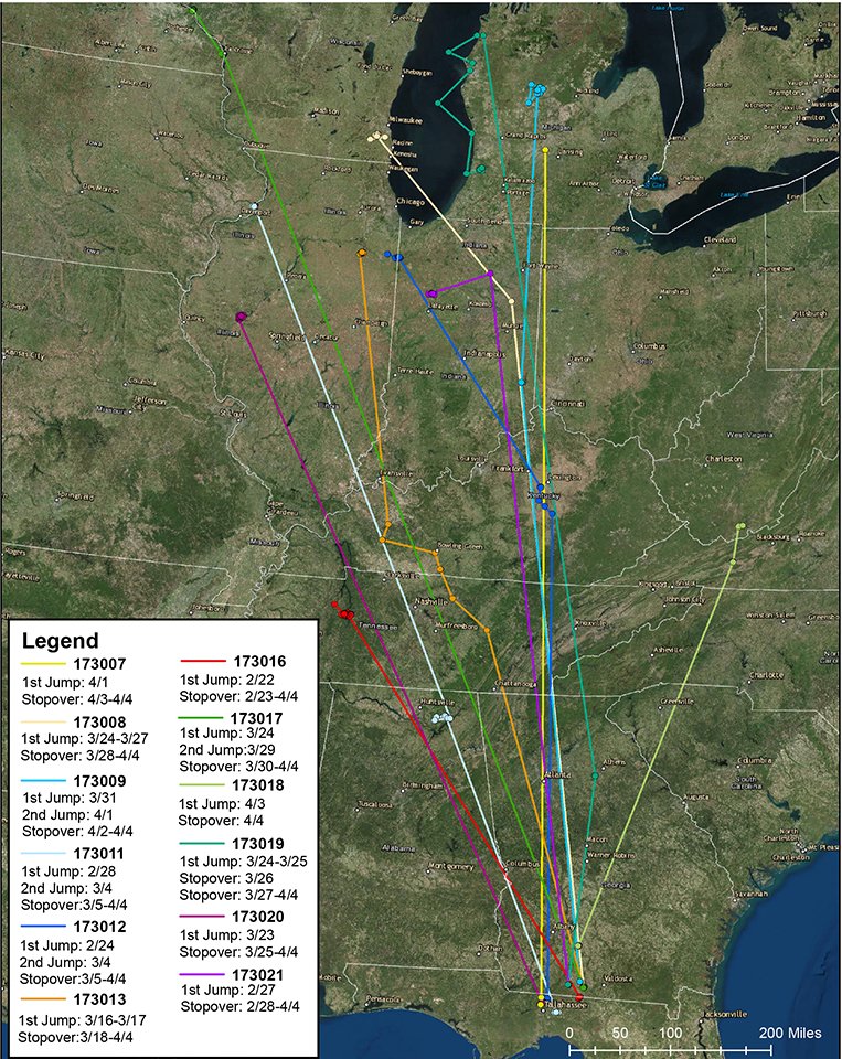 All of Delta’s radio ring-necked duck hens are now on the move! Find out if any have stopped near you in our weekly tracking update. deltawaterfowl.org/ringneck
