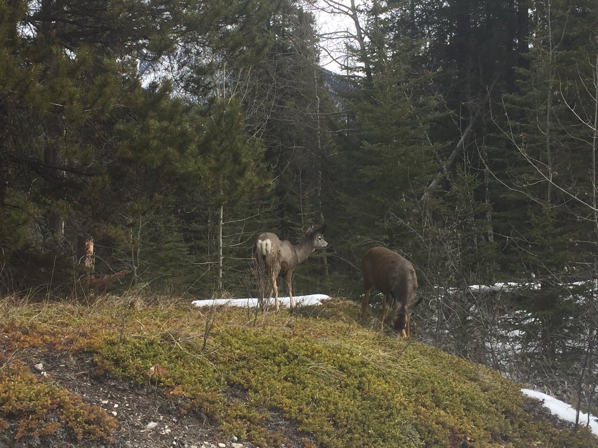 The snowshoe trail is sill ok, but melting with these warm temperatures.  Met some friends along the way today!