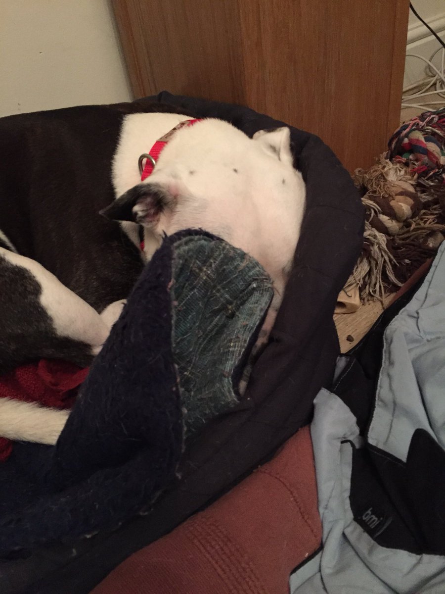 metalkennel's tweet photo. Serious sulk on ! #grumpystaffie https://t.co/VC9qiCuUiS