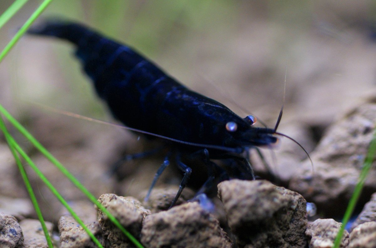 greentarade's tweet photo. Royal Blue Tiger Shrimp #RoyalBlueTiger #Shrimp #Garnelen https://t.co/6b9IRREpFS