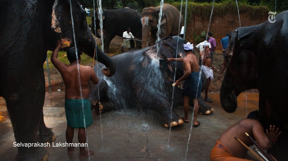 nytimesphoto's tweet photo. Some of these elephants had never seen another elephant before coming to this rejuvenation camp: https://t.co/dReBEzPwgq https://t.co/P92oP4y8R5