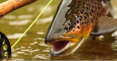 MondoFlyFishing's tweet photo. To all of our new Amigos in Utah, You're on the map!

#FlyFishing #MondoFlyFishing #Utah

https://t.co/vmUASwqRFv https://t.co/dUoPIyfpK8