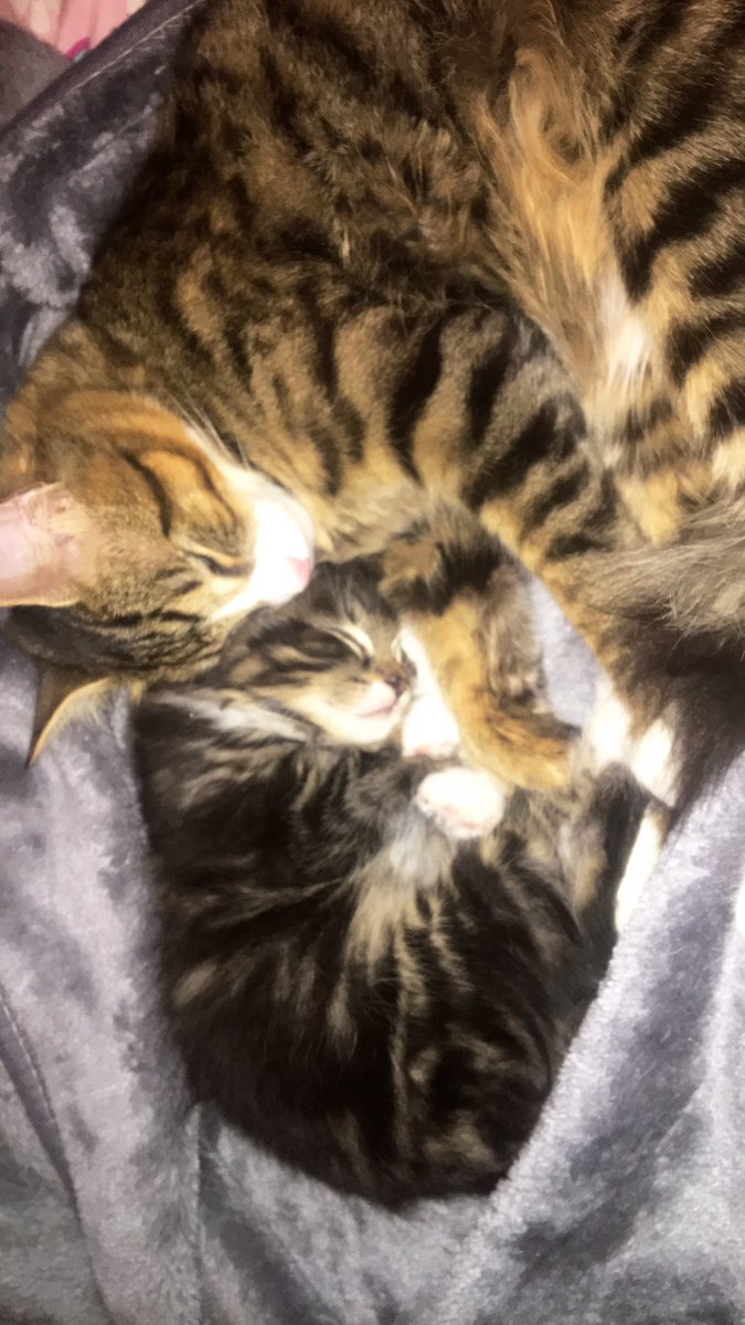 DearlaurenD's tweet photo. Tb to when my Gus got some baby brothers and he loved them a hella lot 💕 https://t.co/5T1kP3WqmX