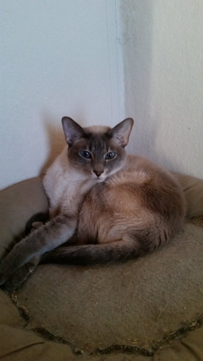 MiikaMusiic's tweet photo. Das ist mein Baby, als er noch gesund war. Er ist 15 und wir haben ihn selbst gepäppelt. Er ist der Sohn unseres ersten Katzenpärchens, das "noch zu jung zum werfen" war. Er ist so hübsch. #Tapsy https://t.co/gzmEG0vURb