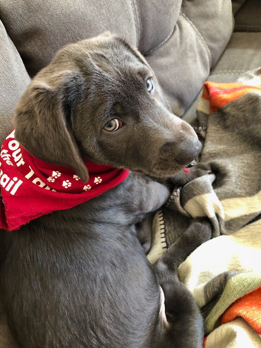 DLNHC's tweet photo. Graleigh wants to remind everyone to get their #TailontheTrail! #dltrail #MotivationMonday https://t.co/ROfeSYzxuI