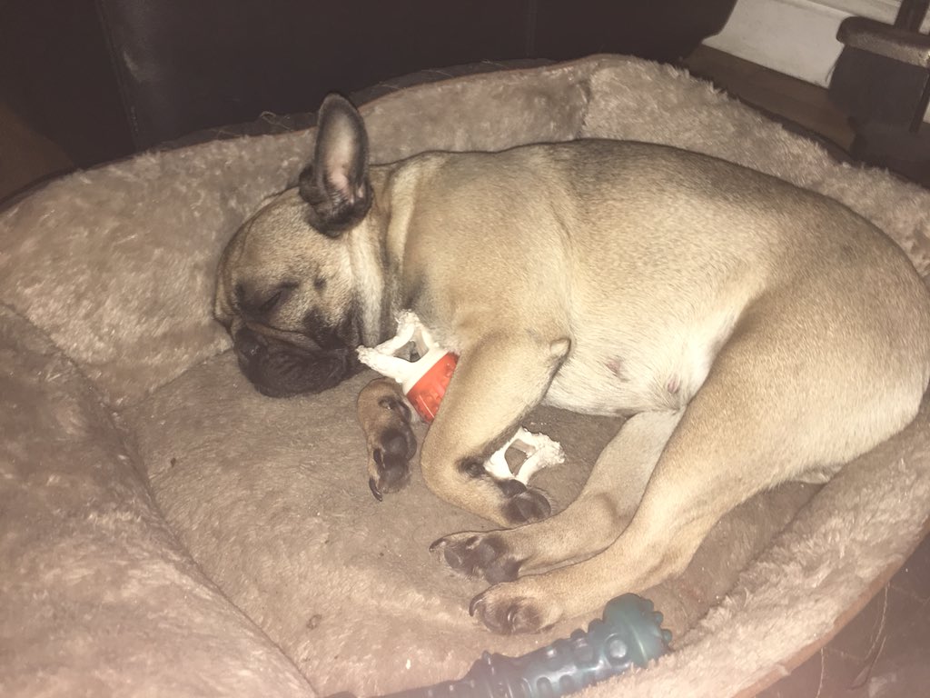 LittleLoveabull's tweet photo. Hopefully our little dinky daisy is pregnant - 62 days we could have some little #FrenchBulldog pups #Frenchie #puppylove https://t.co/z1duOn6nn2