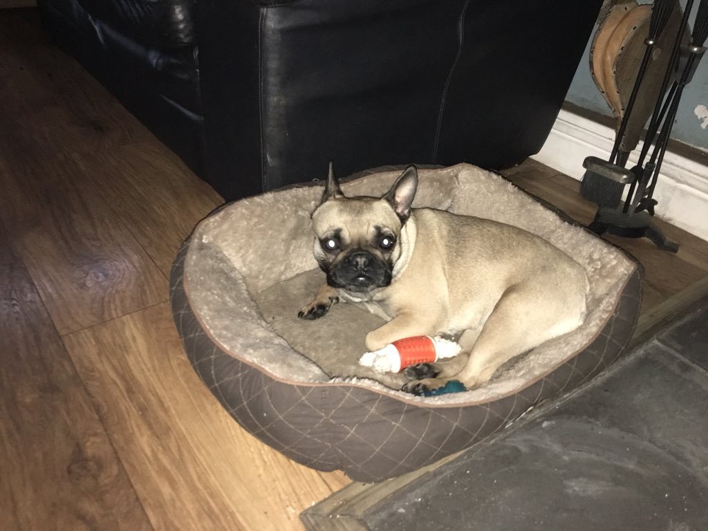 Hopefully our little dinky daisy is pregnant - 62 days we could have some little #FrenchBulldog pups #Frenchie #puppylove