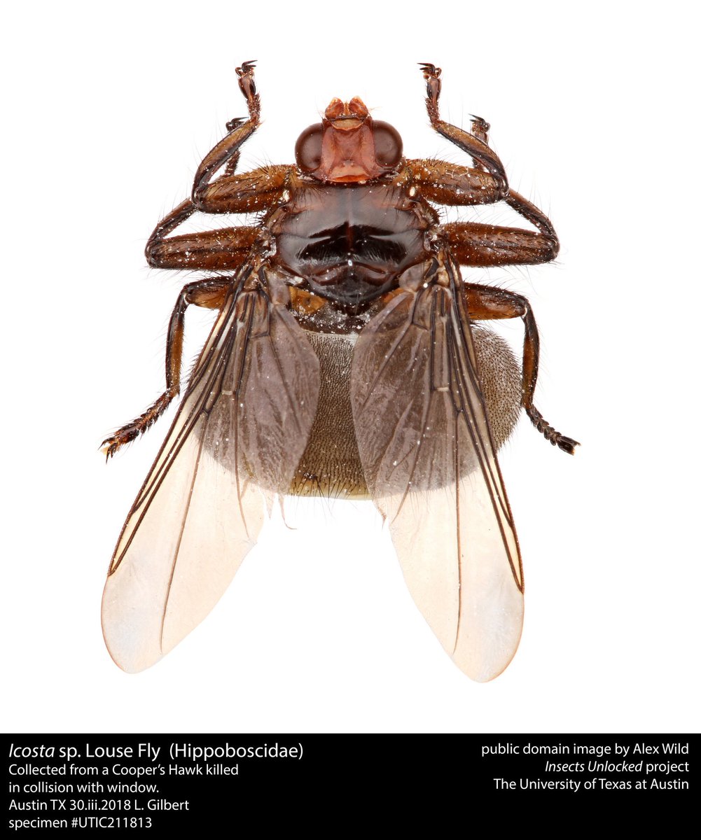 The Icosta louse fly is a parasite of raptors. New public domain image by @Myrmecos.