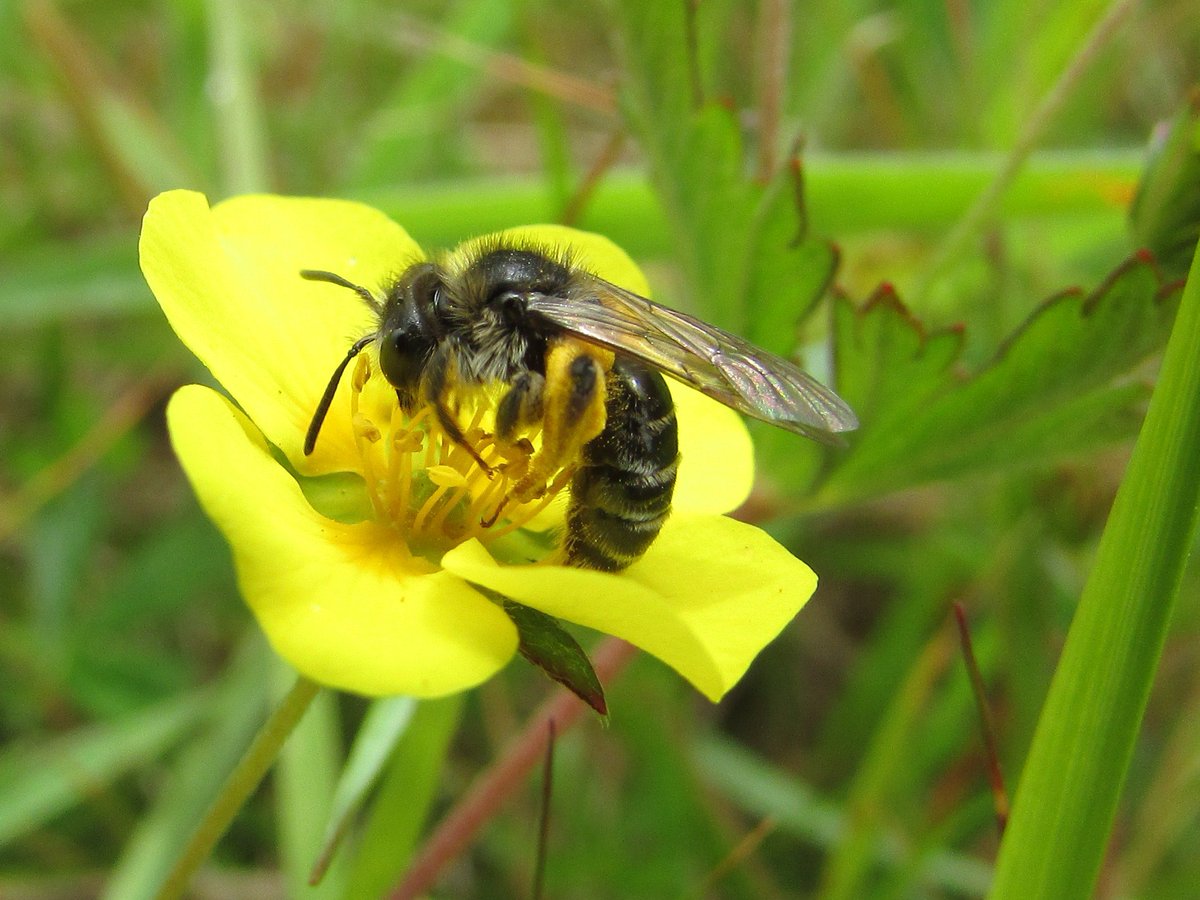 Cornwall_NL's tweet photo. Press Release - The Cornwall AONB’s Wheal Buzzy Project secures National Lottery support @HLFSouthWest see our Facebook page for more info! https://t.co/DIps16nrrw https://t.co/8fynIre1SY