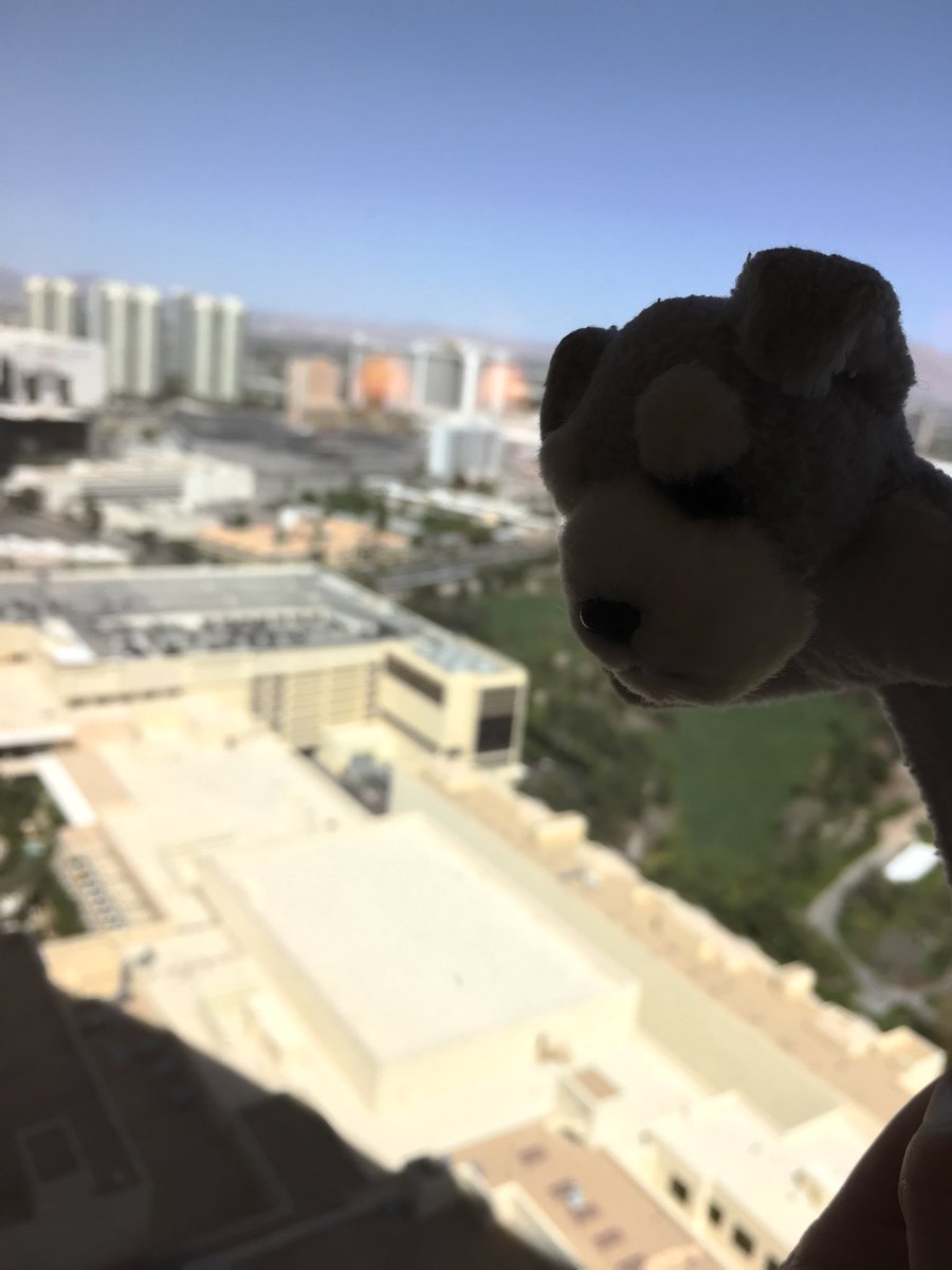 SchnauzMini's tweet photo. Vegas! https://t.co/vipvGnpOBG