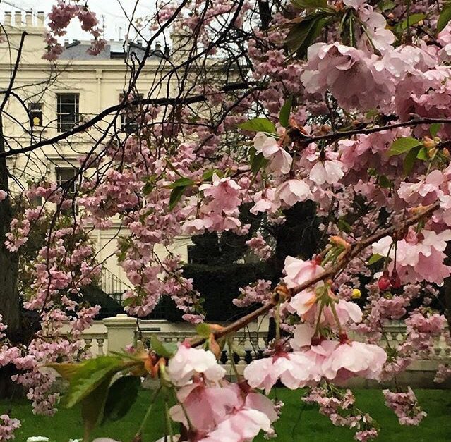 lifestylings's tweet photo. #Spring is in full bloom with #Nash #achitecture in the background, #LittleVenice! #ColorfulLondon #Sakura #WarringtonCrescent #LoveLondon #CherryBlossom https://t.co/lj5RyyCxdN