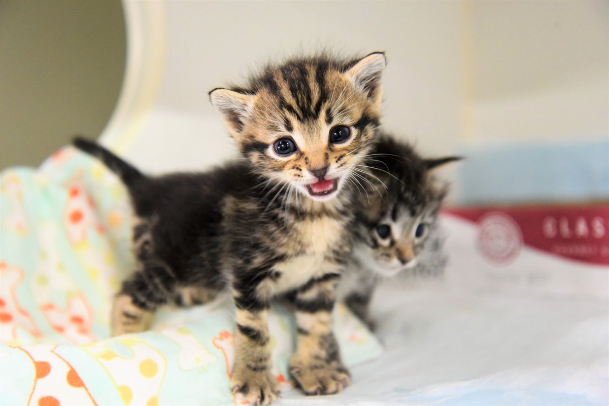 San Diego Humane Society On Twitter The First Two Kittens Of The Season Were Appropriately Named Diamond And Daffodil Signifying The 10th Anniversary Of The Sdhumane 24 Hour Kitten Nursery Inspirecompassion Https T Co Va5aucsydr