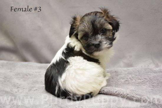 ckc registered puppies for sale