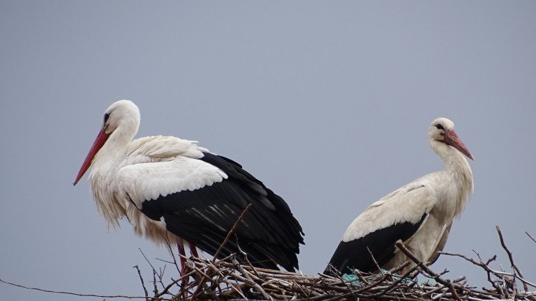 Bulgarian Charm tweet media