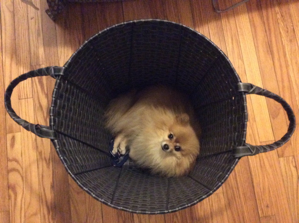 DrCanonic's tweet photo. 100% Monday. #MrFuzz https://t.co/gQ7ZHFjCxz