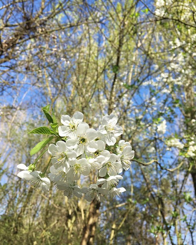 Ciao primavera, mi hanno detto che sei delicata come un fiore, ma forte come un albero. Parli solo con lievi soffi di vento e se sei arrabbiata irrompi in uno scroscio di pioggia. Salutami la terra, e fatti fare il solletico dalle nuvole e dalle ali di farfalla. È così bello…