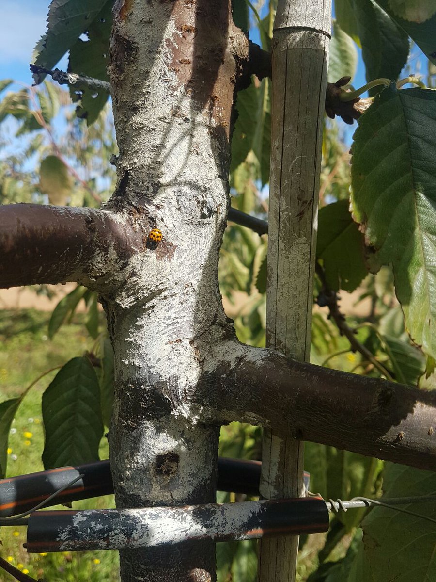 fitological's tweet photo. Hemos estado por mucho fuera de nuestras redes sociales, pero eso no significa que sigamos trabajando día a día por mejorar y formular productos innovadores para su uso tanto en agricultura orgánica como convencional.
#Innovation #Agriculture #OrganicAgriculture #Chile https://t.co/FWZlyj3Zo2