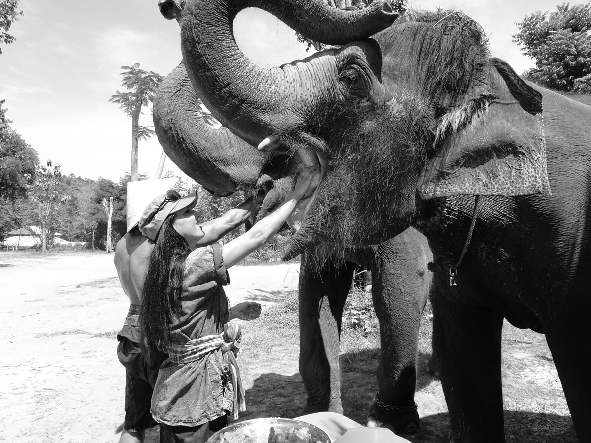 Landa_Yolo's tweet photo. Take me back to 1 Y ago today, where we shared this experience with these beautiful creatures in Kanchanaburi, BKK.
Where there is a will, there is always a way.
#tranquility #elephants #beautyatitsbest #oneyearago #takemeback #memorylane #songkran2017 #bangkok #yolandaschmidt https://t.co/D2lCFYzQbJ