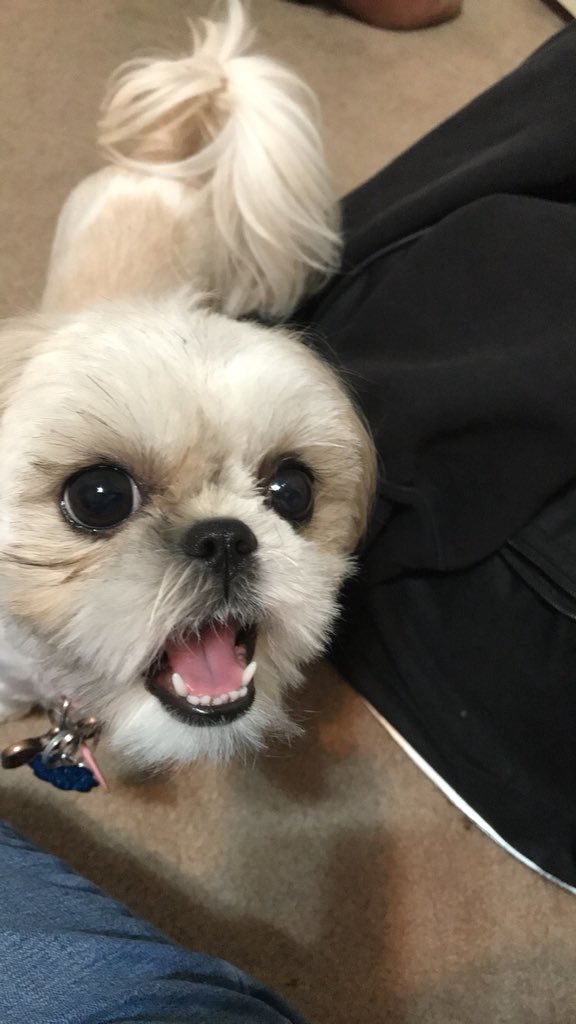 futuredrpepper's tweet photo. Prof: The lowest grade was a 35 

Me: Wow, what a loser 

*checks grade and sees it’s a 35 

Me: https://t.co/Xj03A7ltc9