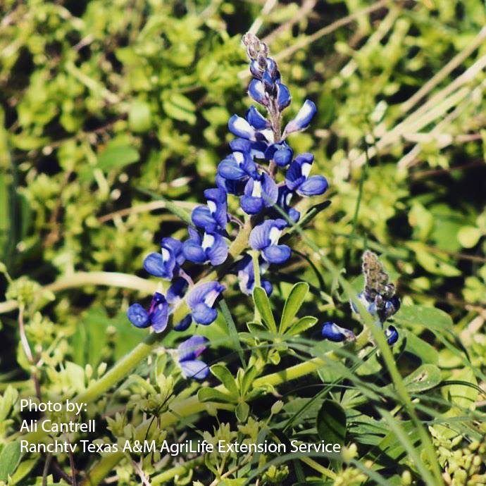 tx4hlivestock's tweet photo. The true #Texan sign that #Spring is here! Raise your hand ✋ if you ❤️ our state flower, #bluebonnets as much as we do!

Photo by: Ali Cantrell with @ranchtvu  - your go to spot for relevant agricultural resources! https://t.co/Io27TjWcZW